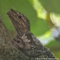 Batrachostomus  moniliger Blyth, 1846